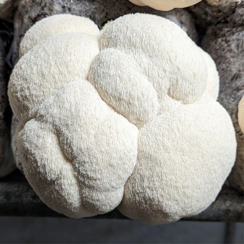 Soplówka jeżowata - obrazek 3