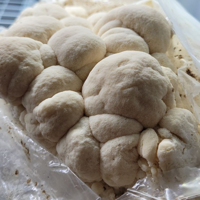 Soplówka jeżowata - obrazek 4