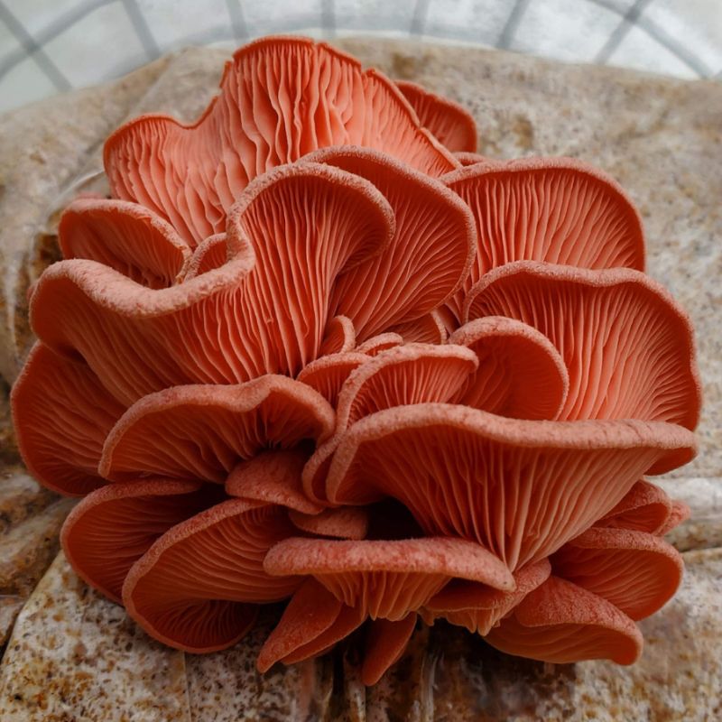 Boczniak różowy - obrazek 4