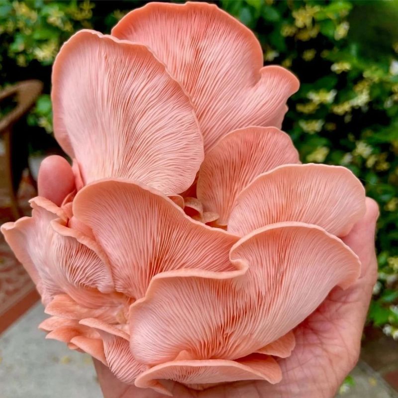 Boczniak różowy - obrazek 3