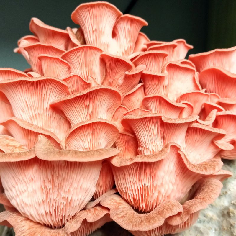 Boczniak różowy - obrazek 2