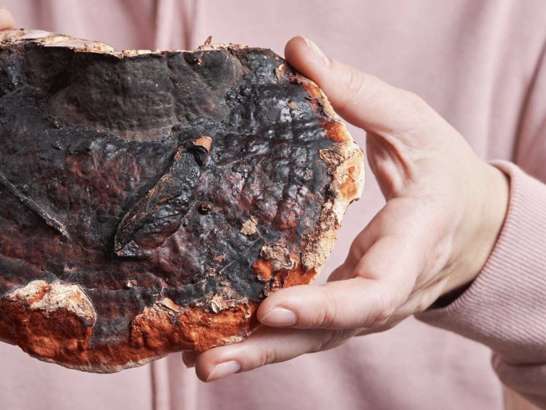 kordyceps-wspolpraca